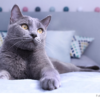 17 zanimljivosti o mačkama koje verovatno niste znali