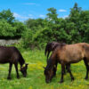 Ergela bosanskih brdskih konja: Konjima treba malo ljubavi i truda