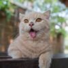 Kako su pametne: Pet načina na koje se mačke bore protiv vrućina