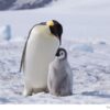 Najbolju lekciju o ljubavi nas uče – pingvini!